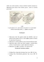 Prezentācija 'Serdes plaisas un spraugas', 6.