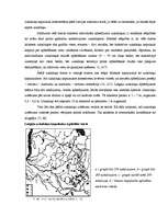 Referāts 'Latgaļu kapulauki vēlajā dzelzs laikmetā', 19.