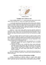 Konspekts 'Stratēģiskā vadība', 36.