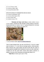 Diplomdarbs 'Medus bites Apis mellifera bioloģija, morfoloģija, etoloģija un slimības', 8.