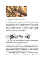 Diplomdarbs 'Medus bites Apis mellifera bioloģija, morfoloģija, etoloģija un slimības', 12.