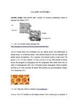 Diplomdarbs 'Medus bites Apis mellifera bioloģija, morfoloģija, etoloģija un slimības', 15.