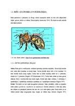 Diplomdarbs 'Medus bites Apis mellifera bioloģija, morfoloģija, etoloģija un slimības', 17.