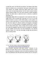 Diplomdarbs 'Medus bites Apis mellifera bioloģija, morfoloģija, etoloģija un slimības', 22.