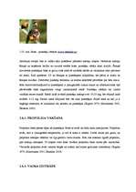 Diplomdarbs 'Medus bites Apis mellifera bioloģija, morfoloģija, etoloģija un slimības', 37.