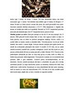 Diplomdarbs 'Medus bites Apis mellifera bioloģija, morfoloģija, etoloģija un slimības', 58.