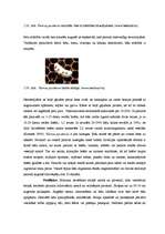 Diplomdarbs 'Medus bites Apis mellifera bioloģija, morfoloģija, etoloģija un slimības', 59.