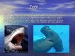 Prezentācija 'Skrimšļzivis - haizivs un raja', 7.