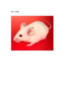 Konspekts 'Integrētā nodarbība "Pa burtu taciņu dodoties"', 5.