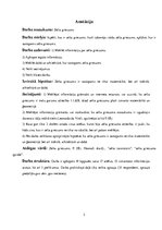 Referāts 'Zelta griezums', 2.