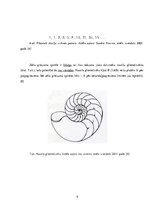 Referāts 'Zelta griezums', 9.