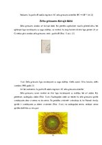 Referāts 'Zelta griezums', 12.