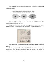 Referāts 'Zelta griezums', 13.