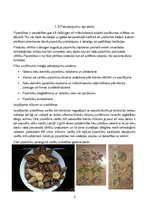 Biznesa plāns 'SIA "Piparkūka"', 5.