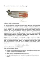 Biznesa plāns 'SIA "Piparkūka"', 6.