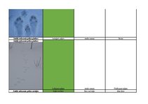 Konspekts 'Mednieku eksāmena teorijas jautājumu atbildes', 77.