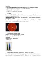 Konspekts 'Bioķīmisko testu tehnika, darbības principi un rezultāti', 5.