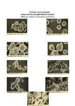 Referāts 'Ciete', 8.