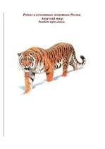 Referāts 'Амурский тигр', 1.