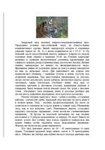 Referāts 'Амурский тигр', 3.