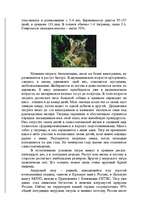 Referāts 'Амурский тигр', 5.