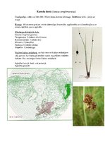 Prezentācija 'Augu ekoloģija purvu zinatnēs', 1.