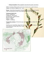 Prezentācija 'Augu ekoloģija purvu zinatnēs', 4.