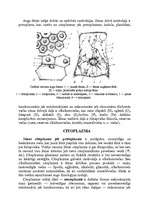 Konspekts 'Mikroorganismu raksturojums un iedalījums. Mikroskops', 8.