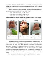 Referāts 'Trombocītiem bagātinātas plazmas un fibrīna pielietošana diabētiskās čūlas aprūp', 26.