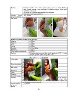 Referāts 'Trombocītiem bagātinātas plazmas un fibrīna pielietošana diabētiskās čūlas aprūp', 50.