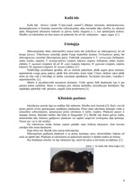 Konspekts 'Kailā ēde', 4.