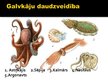 Prezentācija 'Galvkāju klase', 15.
