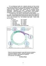 Referāts 'Šūnas dzīves cikls. Mitoze', 4.