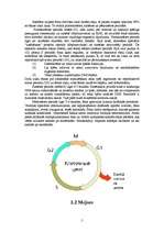 Referāts 'Šūnas dzīves cikls. Mitoze', 5.