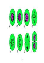 Referāts 'Šūnas dzīves cikls. Mitoze', 15.