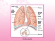 Prezentācija 'Elpošana', 14.