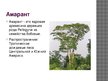Prezentācija 'Древесина амарант', 2.