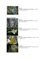 Prakses atskaite 'Ogres apkārtnes ekoloģiskās problēmas izvērtējums', 2.