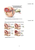 Referāts 'Aborta ietekme uz sievietes organismu', 31.