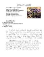 Referāts 'Meža vizbulis, šaurlapu lakacis, pundurbērzs', 8.