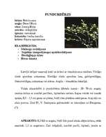 Referāts 'Meža vizbulis, šaurlapu lakacis, pundurbērzs', 12.