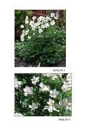 Referāts 'Meža vizbulis, šaurlapu lakacis, pundurbērzs', 19.