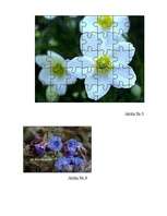 Referāts 'Meža vizbulis, šaurlapu lakacis, pundurbērzs', 20.