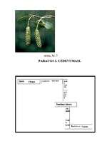 Referāts 'Meža vizbulis, šaurlapu lakacis, pundurbērzs', 21.