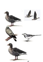 Konspekts 'Integrēta nodarbība 6-7 gadi, Putni pavasarī', 9.