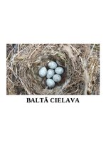 Konspekts 'Integrēta nodarbība 6-7 gadi, Putni pavasarī', 10.