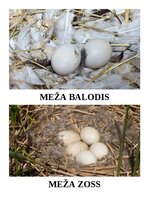 Konspekts 'Integrēta nodarbība 6-7 gadi, Putni pavasarī', 11.