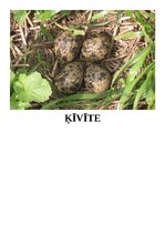 Konspekts 'Integrēta nodarbība 6-7 gadi, Putni pavasarī', 12.