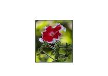 Referāts 'Dubultefekta princips: eitanāzijas, pašnāvības un abortu problēmas', 4.