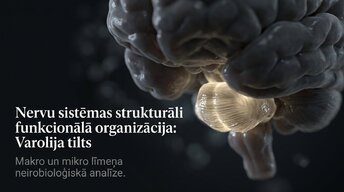 Prezentācija 'Nervu sistēmas strukturāli funkcionālā organizācija: varolija tilts', 1.